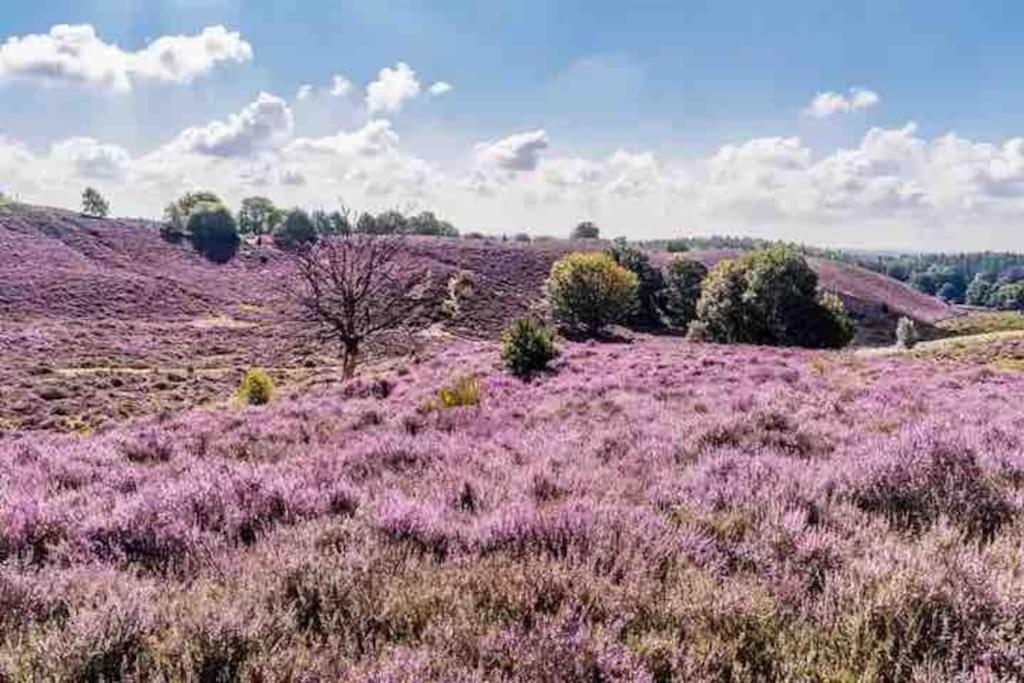 Chalet Toetje Op De Veluwe ホンデルロー エクステリア 写真